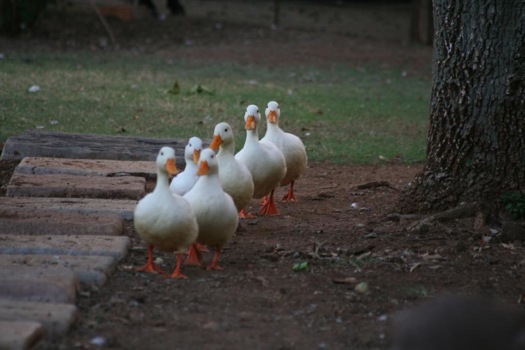 Hotel Akwela Guest Farm Bloemfontein Esterno foto